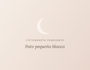 Pato pequeño blanco