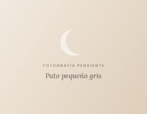 Pato pequeño gris